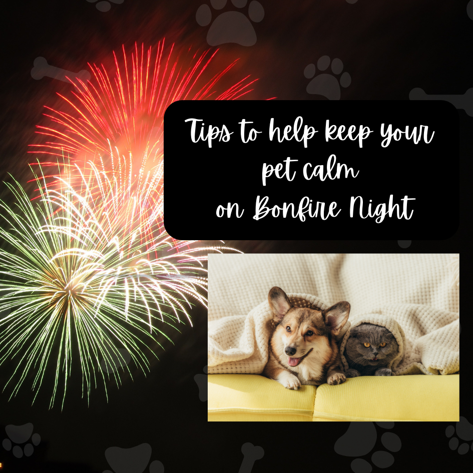 Tips to help keep your pet calm on Bonfire Night