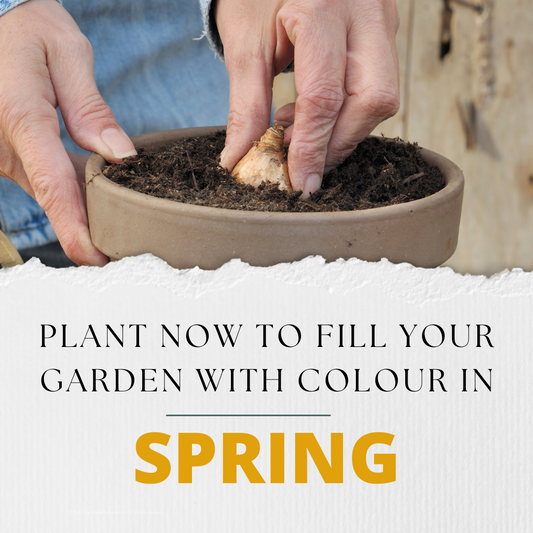 Plant Now to Fill Your Garden with Colour in Spring