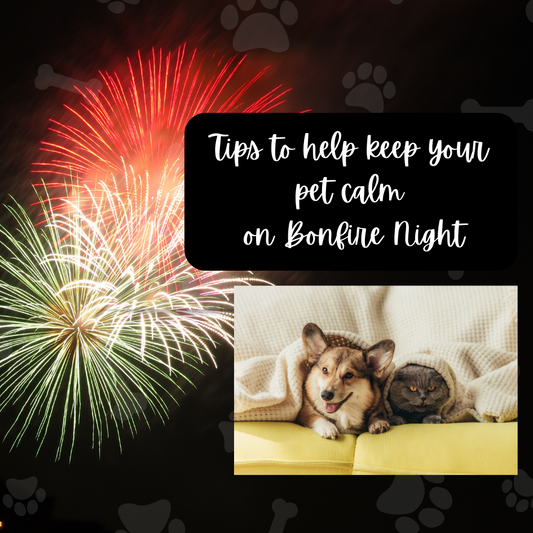 Tips to help keep your pet calm on Bonfire Night